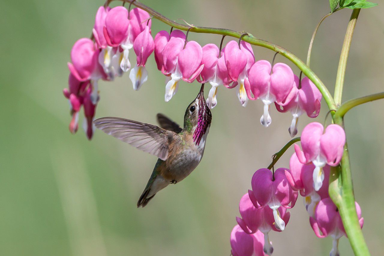 MarkPetersCalliopeHummingbird.jpg